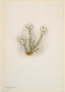 Witte heide (Phyllodoce grandiflora) door Mary Vaux Walcott