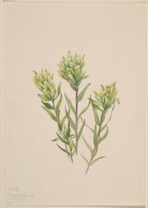 Witte verfkwast (Castilleja occidentalis) door Mary Vaux Walcott
