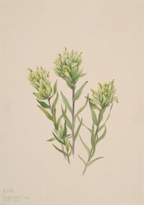 Witte Indiase penseel Castilleja occidentalis door Mary Vaux Walcott