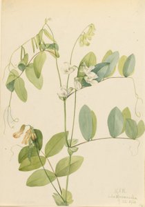 Witte erwt (Lathyrus ochroleucus) door Mary Vaux Walcott