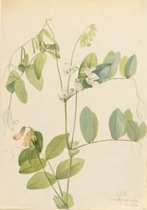 Witte Peul Lathyrus ochroleucus, 1920