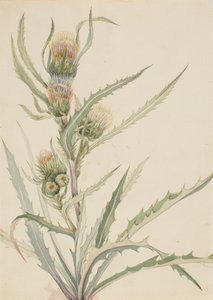 Witte distel Cirsium hookeranum, n.d.