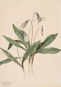 Witte forellelie Erythronium albidum (1919) door Mary Vaux Walcott