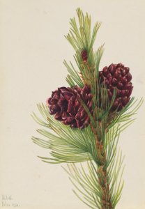 Pijnboom (Pinus albicaulis)
