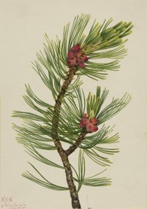 Pijnboom (Pinus albicaulis) door Mary Vaux Walcott