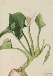 Wilde Calla (Calla palustris)