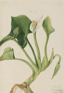 Wilde Calla Calla palustris, 1919 door Mary Vaux Walcott