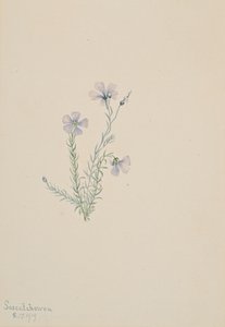 Wilde vlas Linum lewisii, 1919 door Mary Vaux Walcott