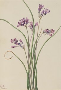 Wilde hyacint (Brodiaea pulchella) door Mary Vaux Walcott