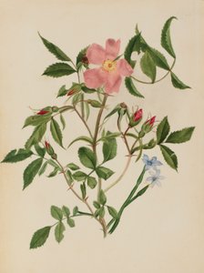 Wilde roos en blauwooggras (Rosa soorten en Sisyrinchium soorten)
