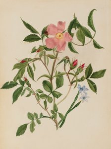 Wilde Roos en Blauwooggras Rosa soorten en Sisyrinchium soorten, n.d.