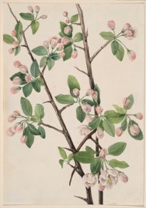 Wilde krab (Malus coronaria) door Mary Vaux Walcott