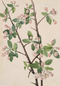 Wilde Zoete Krab Malus coronaria, 1920