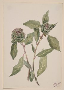 Wilg (Salix) door Mary Vaux Walcott