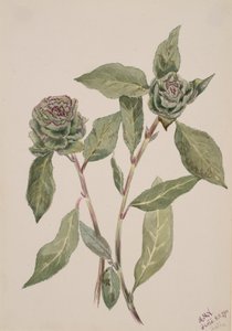 Wilg Salix, 1900