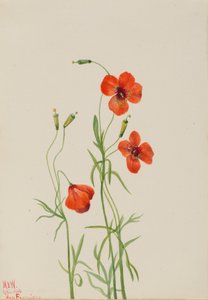 Windpapaver Stylomecon heterophylla, 1926 door Mary Vaux Walcott