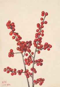 Winterbes Ilex verticillata, 1920