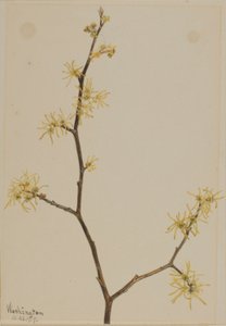 Toverhazelaar (Hamamelis virginiana)