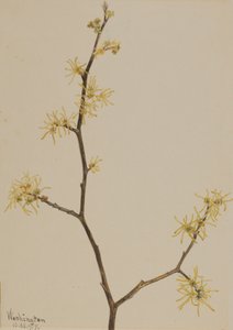 Toverhazelaar Hamamelis virginiana, 1917 door Mary Vaux Walcott