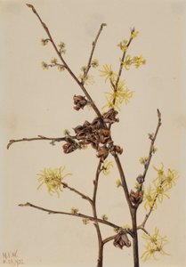 Toverhazelaar Hamamelis virginiana, 1922