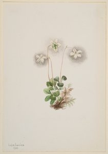 Bosnimf Moneses uniflora, 1902