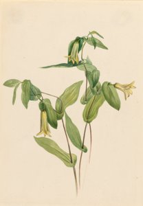 Bosklokjes (Uvularia perfoliata)