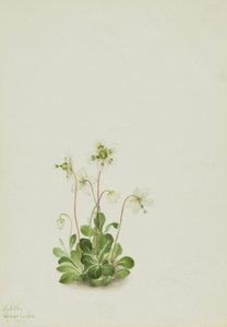 Bosnimf Moneses uniflora