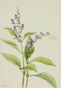Boskeppel (Scutellaria serrata) door Mary Vaux Walcott