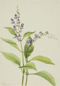 Houtskullcap Scutellaria serrata, 1917 door Mary Vaux Walcott