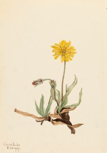 Wollige Agoseris Agoseris villosa door Mary Vaux Walcott