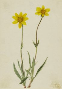 Wollige arnica (Arnica tomentosa)