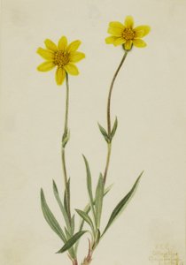 Wollige arnica Arnica tomentosa, 1920 door Mary Vaux Walcott