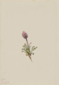 Woolly Fleabane (Erigeron lanatus) door Mary Vaux Walcott