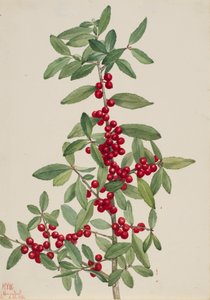Yaupon Ilex vomitoria, 1926