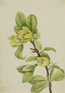 Gele komkommerboom (Magnolia cordata) door Mary Vaux Walcott