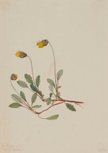 Gele Dryade (Dryas drummondii) door Mary Vaux Walcott