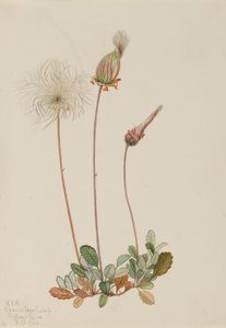 Gele Dryade (fruit) (Dryas drummondii) door Mary Vaux Walcott