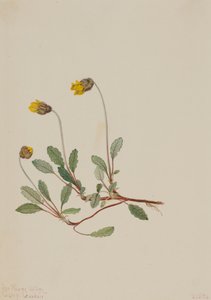 Gele Dryade Dryas drummondii, 1904 door Mary Vaux Walcott