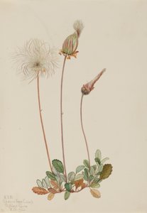 Gele Dryad vrucht Dryas drummondii, 1920