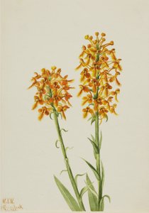 Gele Franje Orchidee (Habenaria ciliaris)