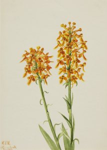Gele Randorchidee Habenaria ciliaris, 1926