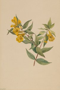 Gele Jasmijn Gelsemium sempervirens, 1905
