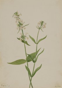 Gele Pentstemon Pentstemon confertus