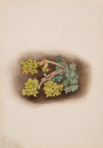 Geel Vetkruid Sedum stenopetalum, 1922