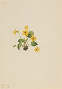 Gele Viooltje Viola orbiculata, 1916 door Mary Vaux Walcott