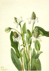 Yerba Mansa Anemopsis californica, 1934 door Mary Vaux Walcott