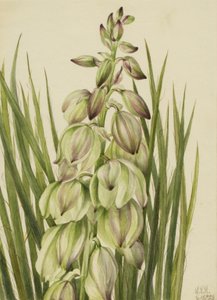 Yucca (Yucca baileyi) door Mary Vaux Walcott