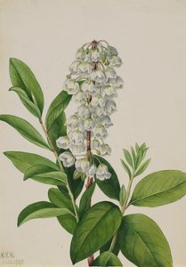 Zenobia Zenobia cassinifolia, 1927