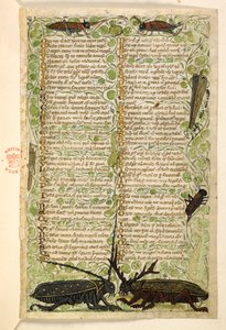 Add. 28841, f.2: Gehoornde kevers, krekels en een sprinkhaan. Verhandeling over de Deugden en Ondeugden, en een anonieme prozageschiedenis van Sicilië (fragment) door Master of the Cocharelli Codex