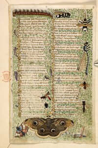 Wespen, motten, libellen en een rups, uit een Verhandeling over de Deugden en Ondeugden, en een anonieme prozageschiedenis van Sicilië door Master of the Cocharelli Codex